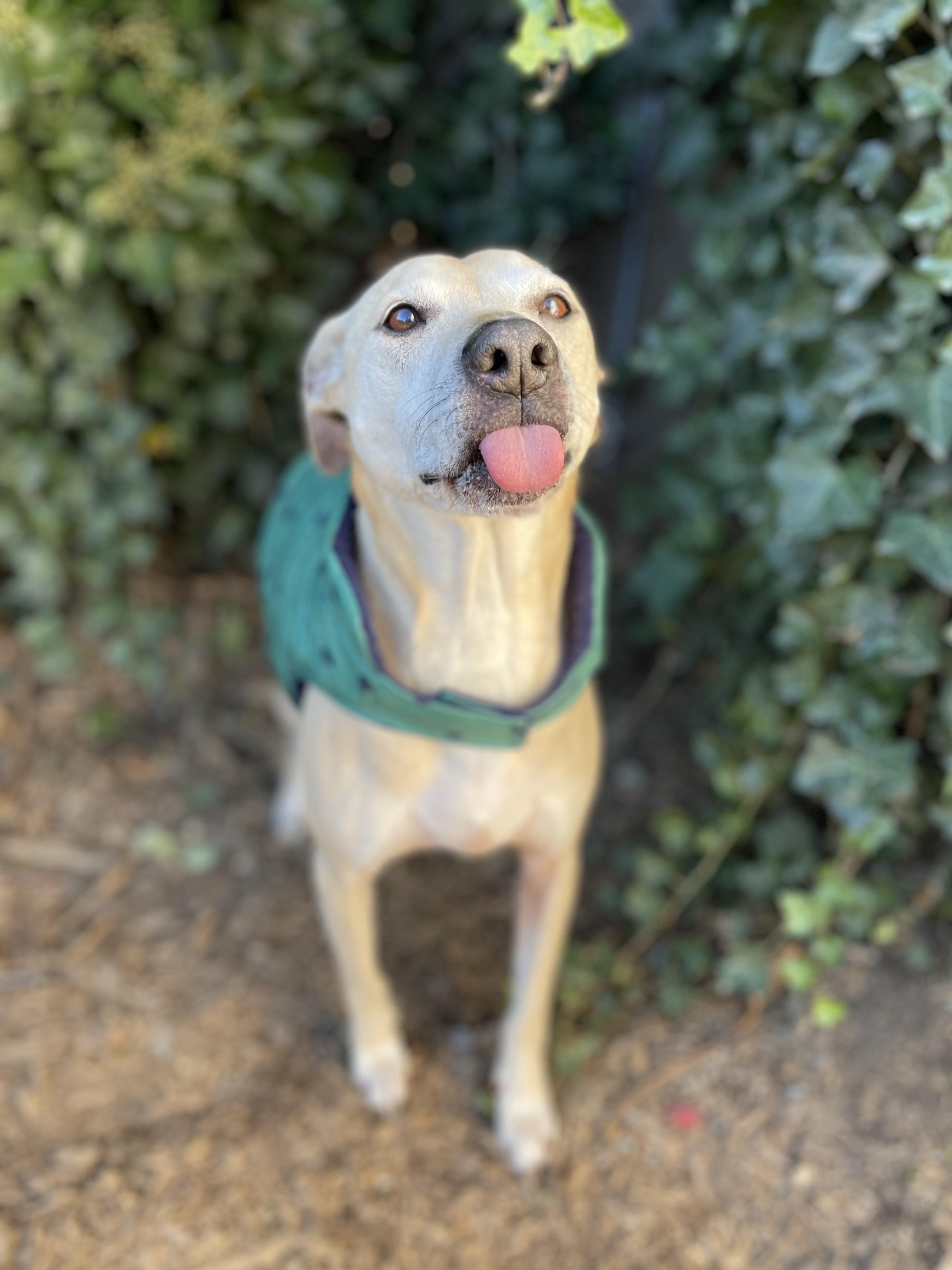 Stella (Lab/Pit Mix), a Adoptable mixed breed in lynnwood , WA image 3/6