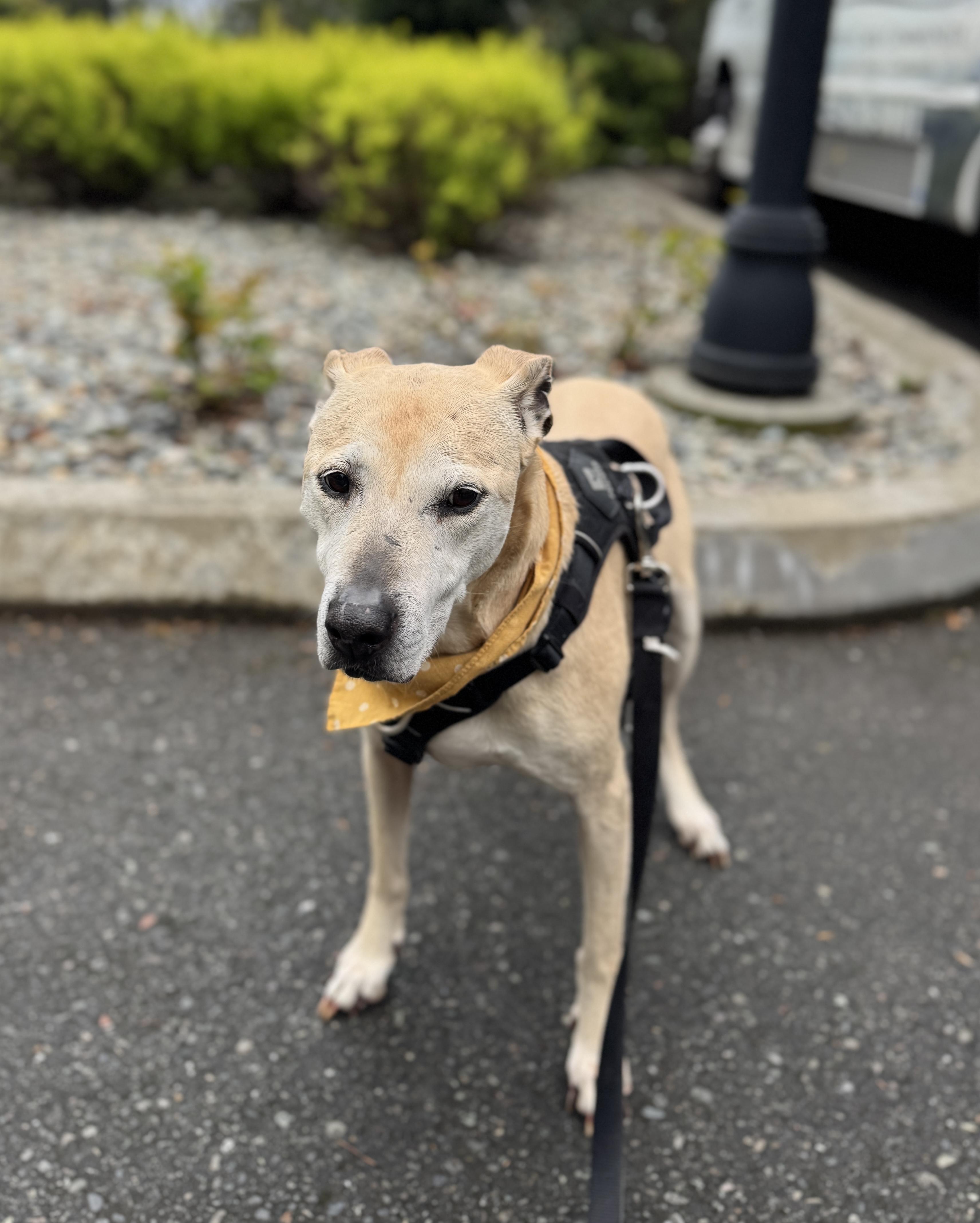 Enlarge Stella (Lab/Pit Mix), a Adoptable mixed breed in lynnwood , WA image 5/6
