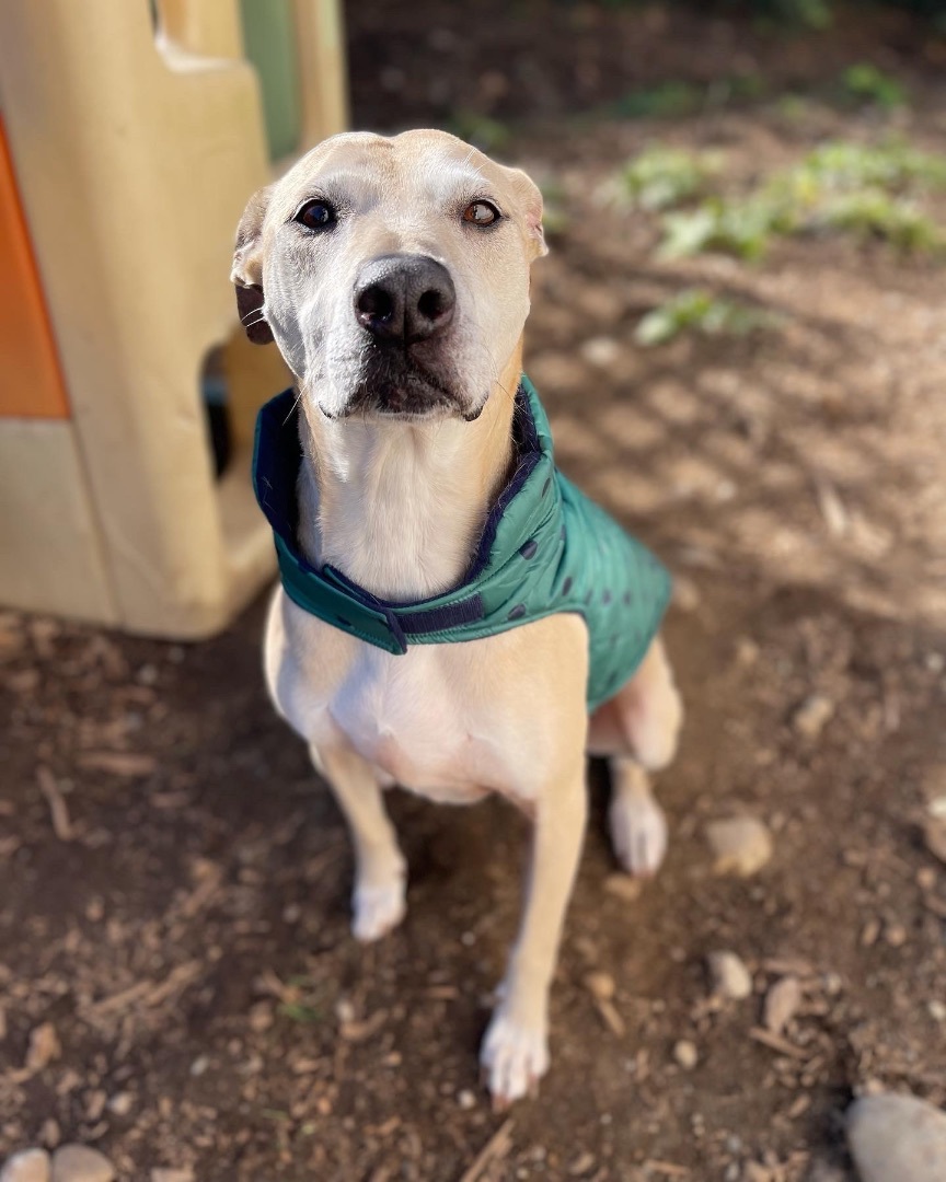 Stella (Lab/Pit Mix), a Adoptable mixed breed in lynnwood , WA image 1/12