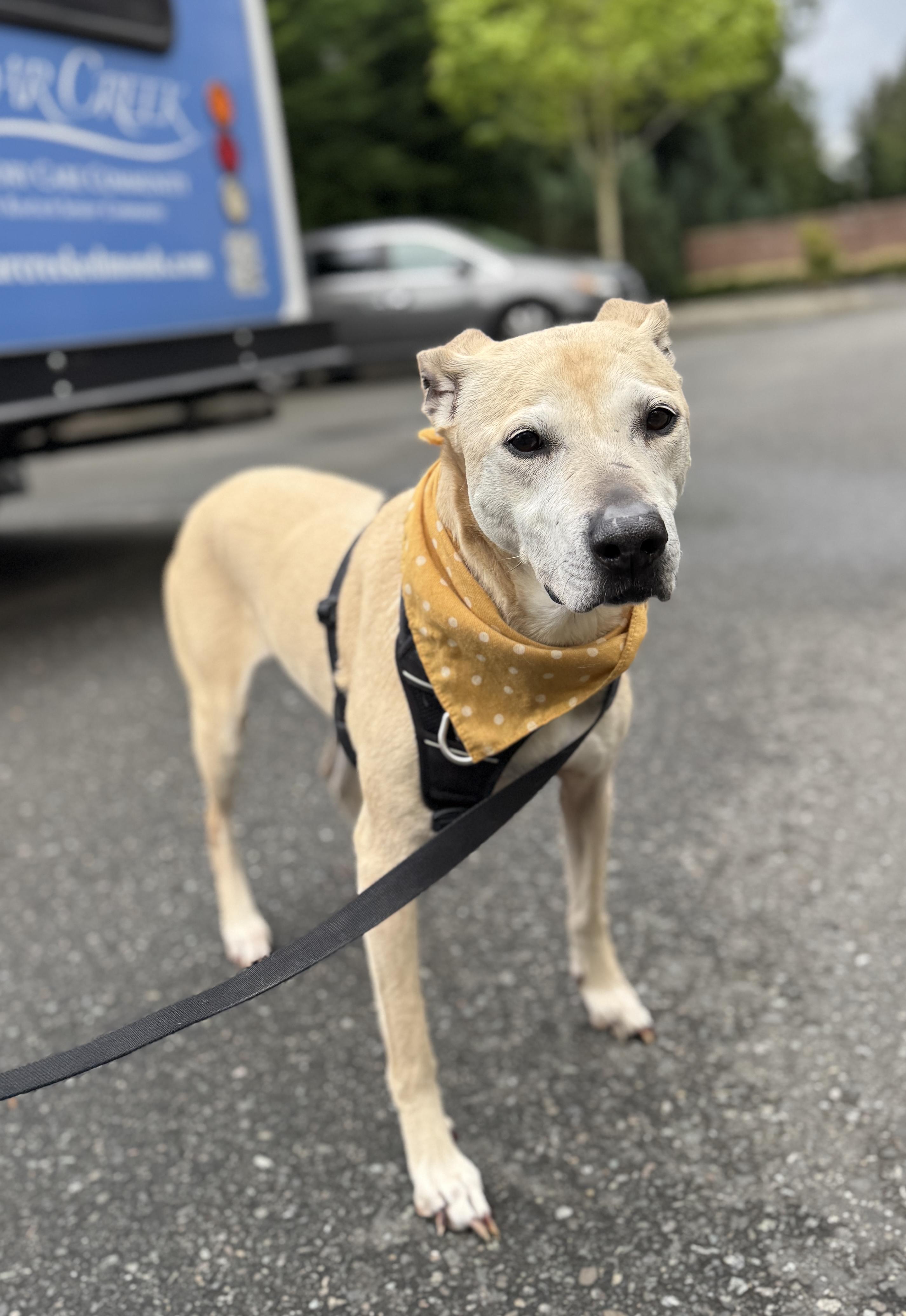 Enlarge Stella (Lab/Pit Mix), a Adoptable mixed breed in lynnwood , WA image 3/6