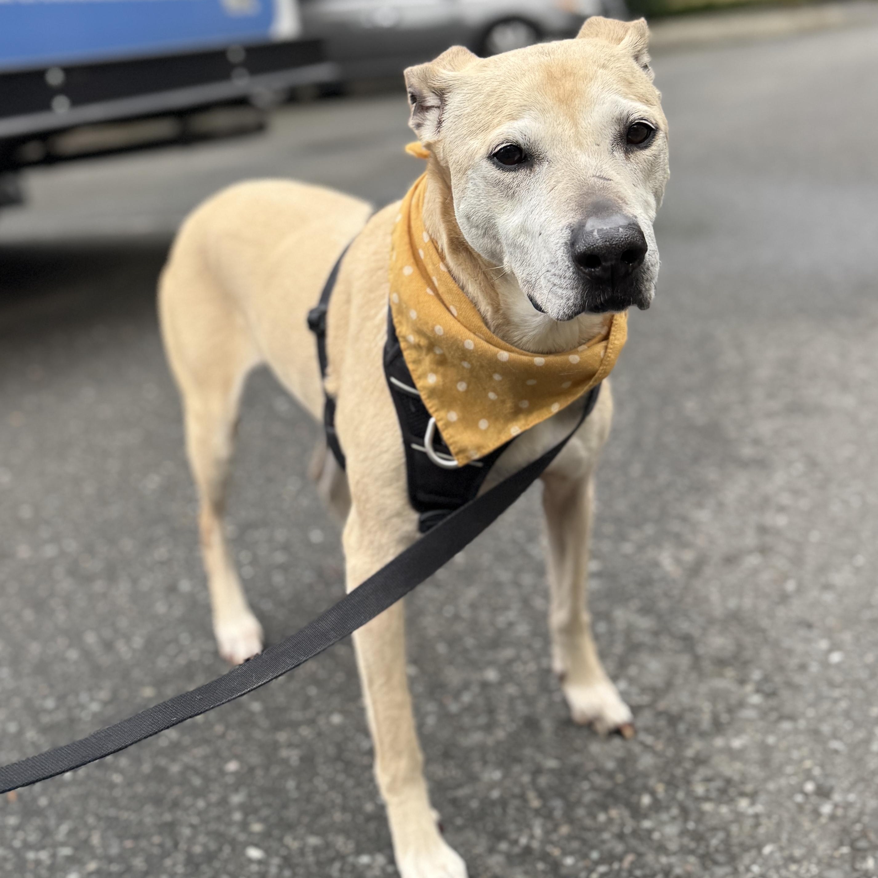 Stella (Lab/Pit Mix), a Adoptable mixed breed in lynnwood , WA image 5/6