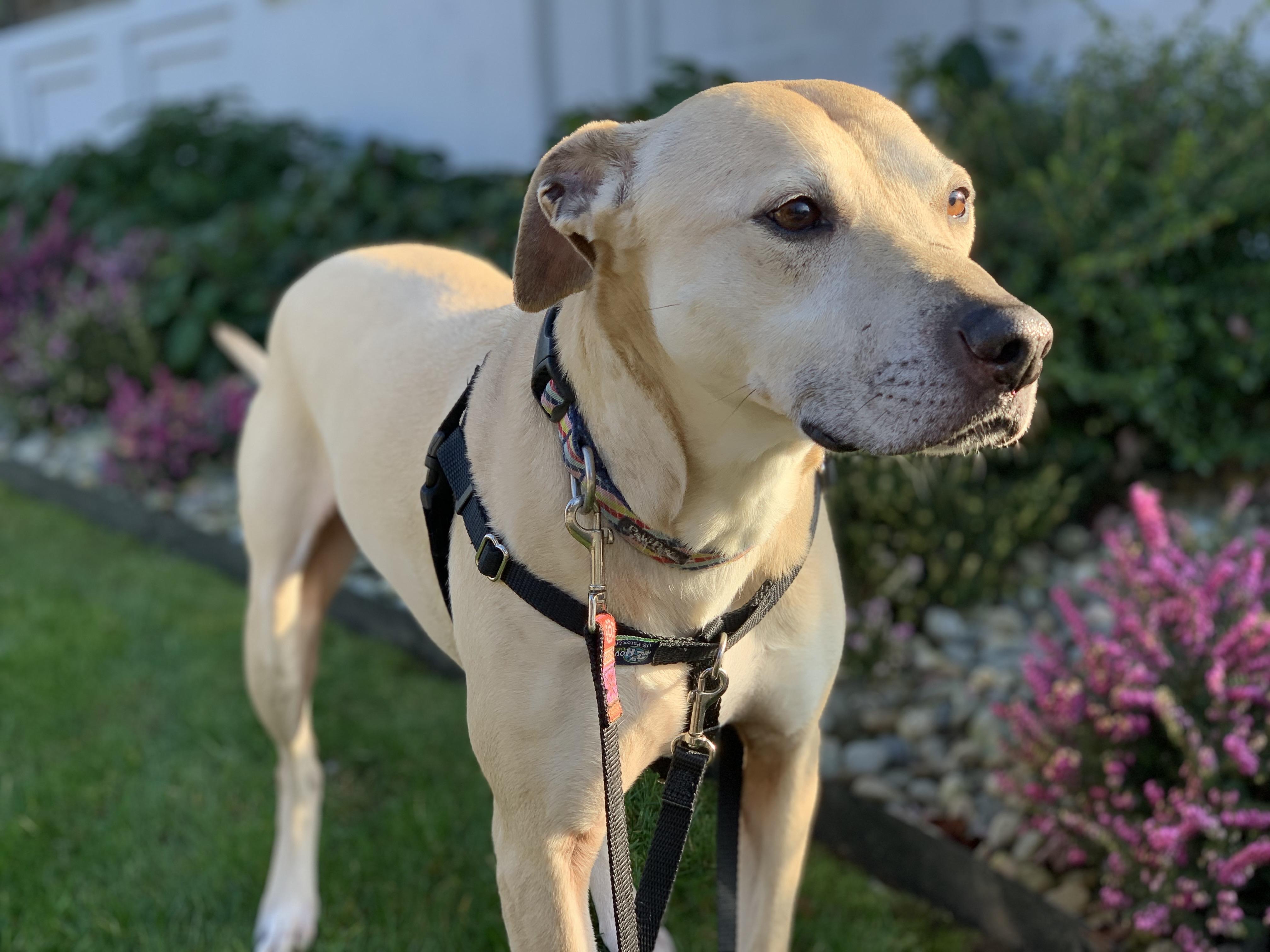 Stella (Lab/Pit Mix), a Adoptable mixed breed in lynnwood , WA image 1/6