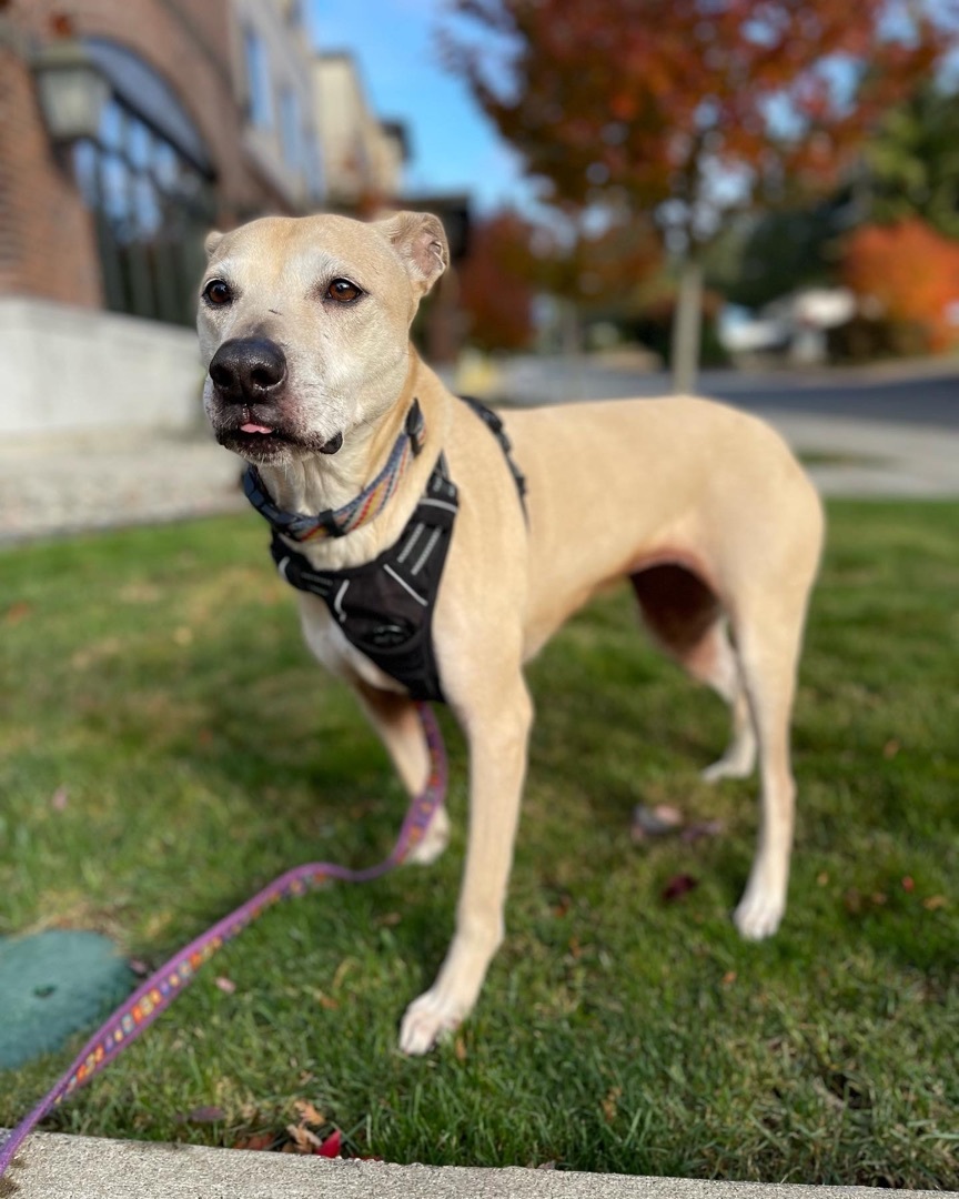 Stella (Lab/Pit Mix), a Adoptable mixed breed in lynnwood , WA image 2/12