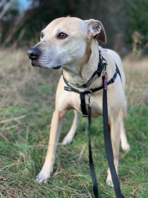 Stella (Lab/Pit Mix), a Adoptable mixed breed in lynnwood , WA image 3/12