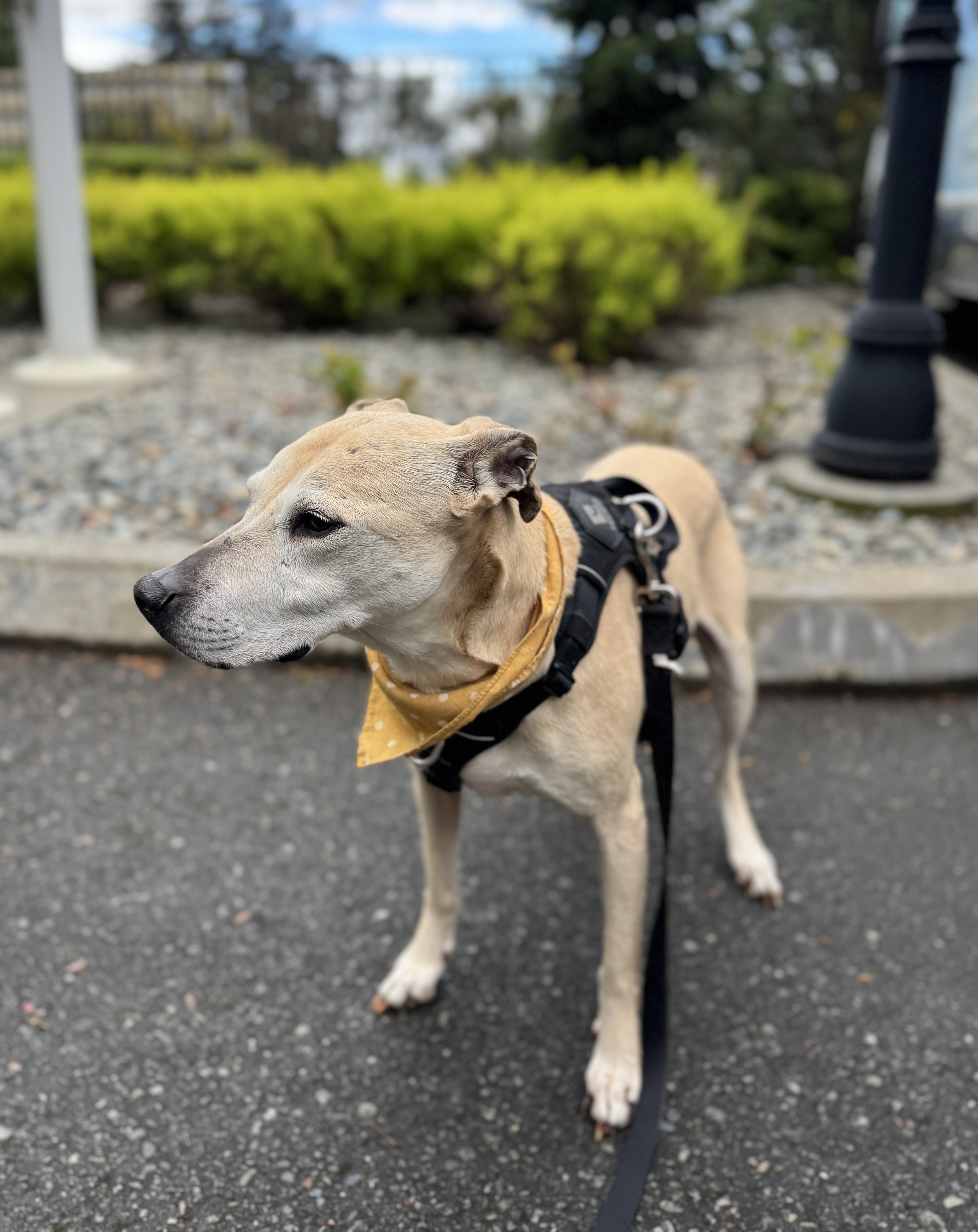 Enlarge Stella (Lab/Pit Mix), a Adoptable mixed breed in lynnwood , WA image 4/6