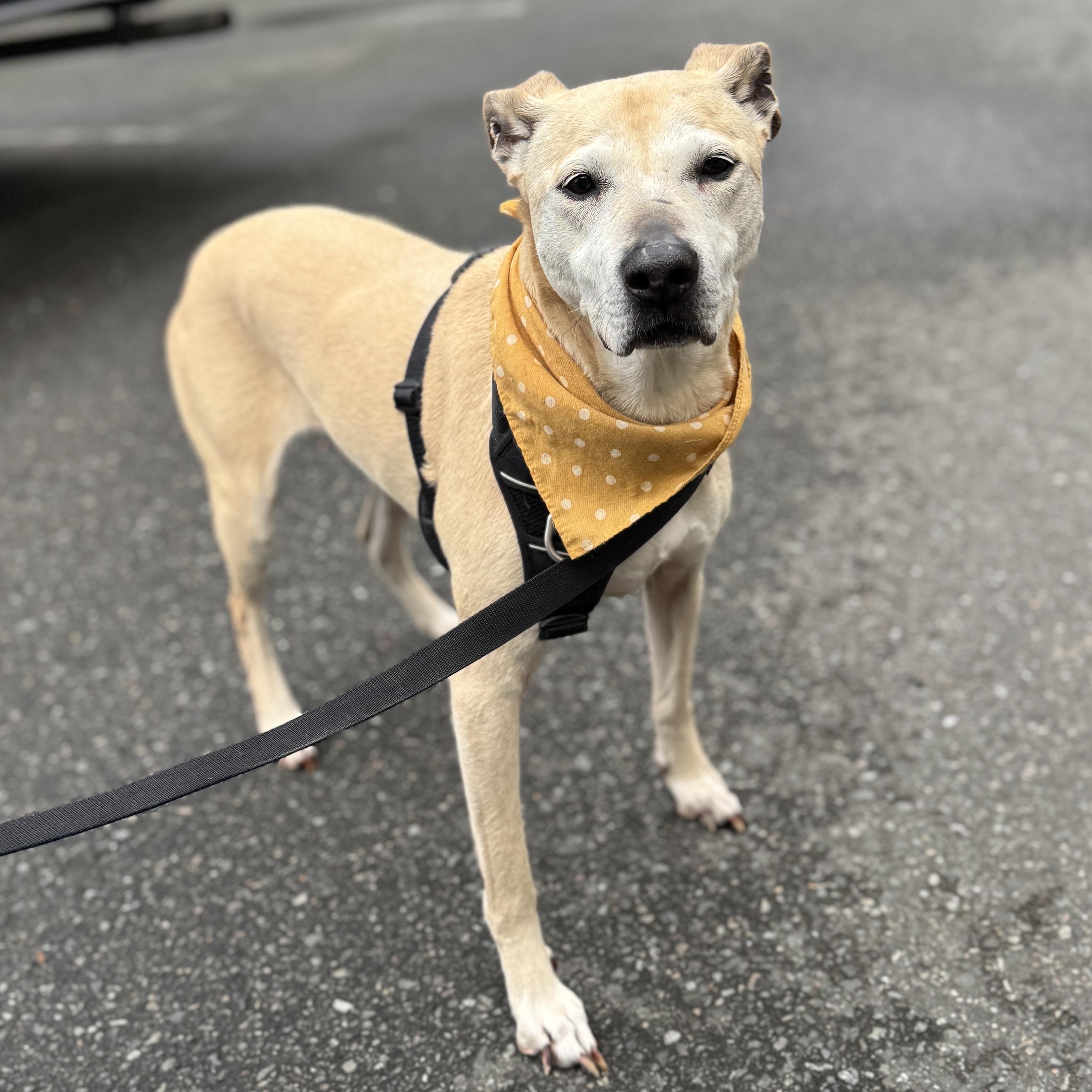 Stella (Lab/Pit Mix), a Adoptable mixed breed in lynnwood , WA image 2/6