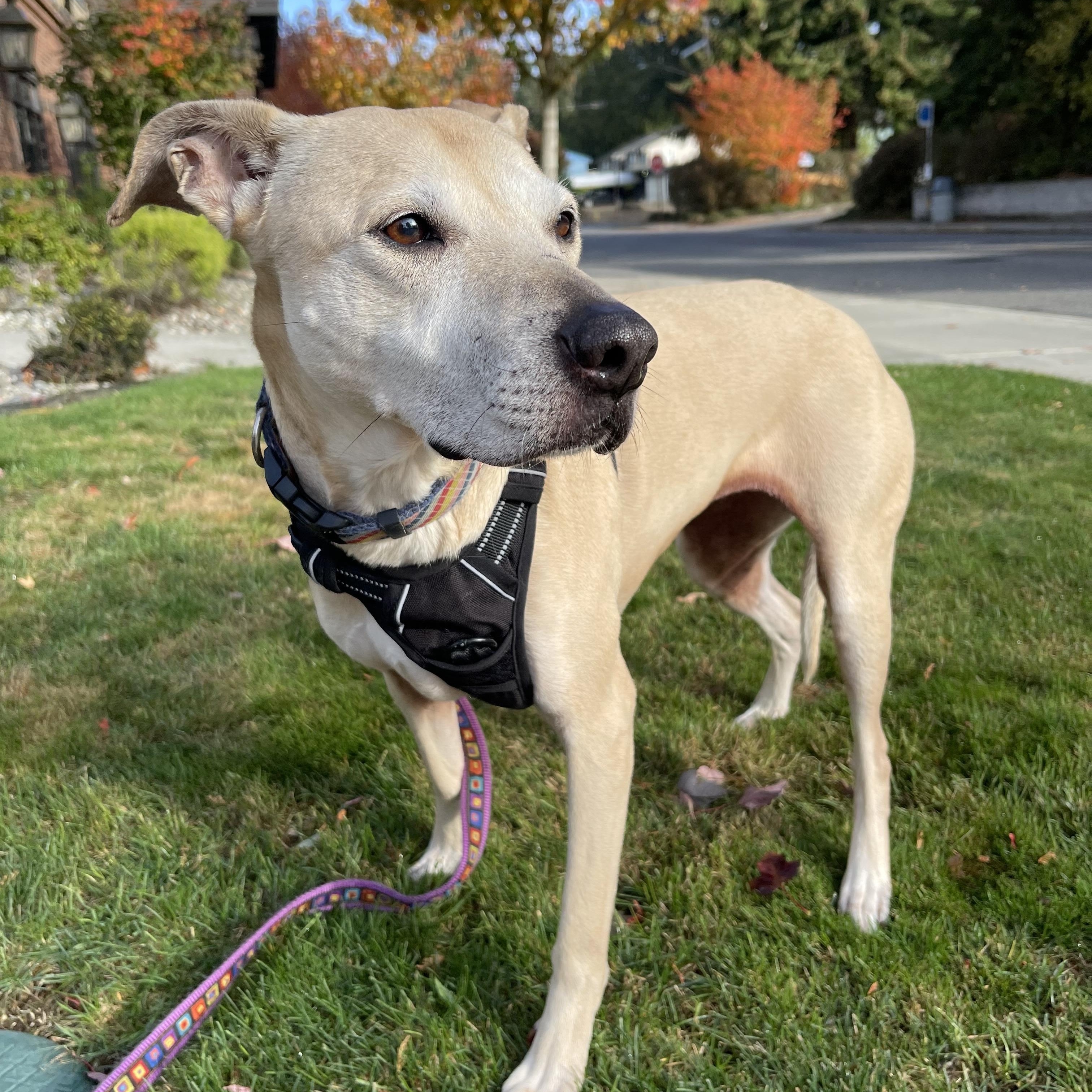 Stella (Lab/Pit Mix), a Adoptable mixed breed in lynnwood , WA image 4/6