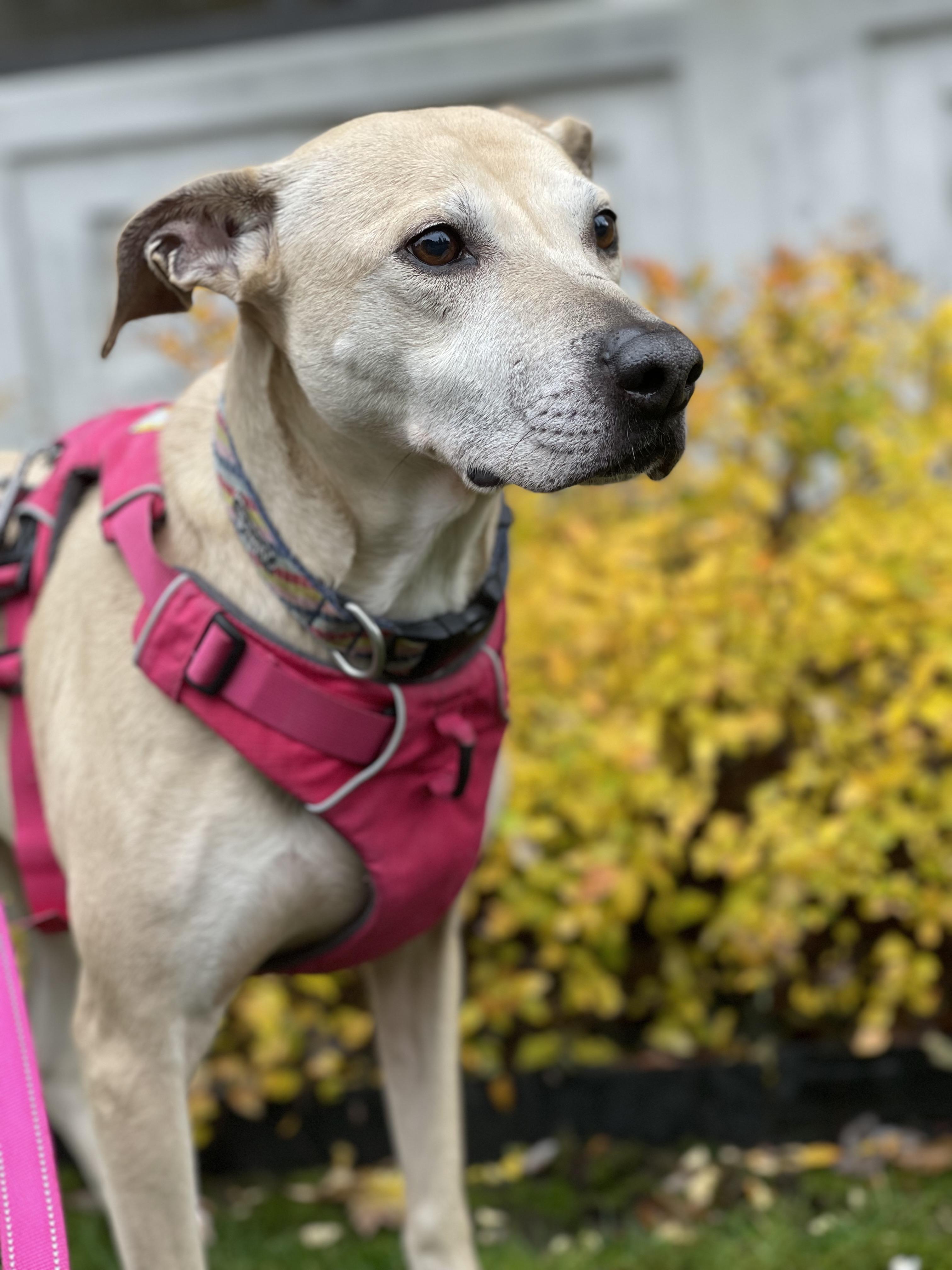 Stella (Lab/Pit Mix), a Adoptable mixed breed in lynnwood , WA image 6/6