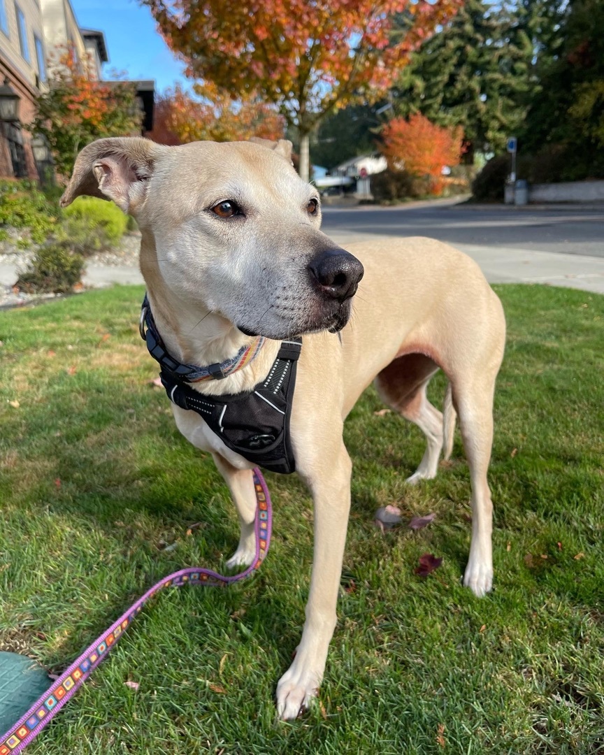 Stella (Lab/Pit Mix), a Adoptable mixed breed in lynnwood , WA image 5/12