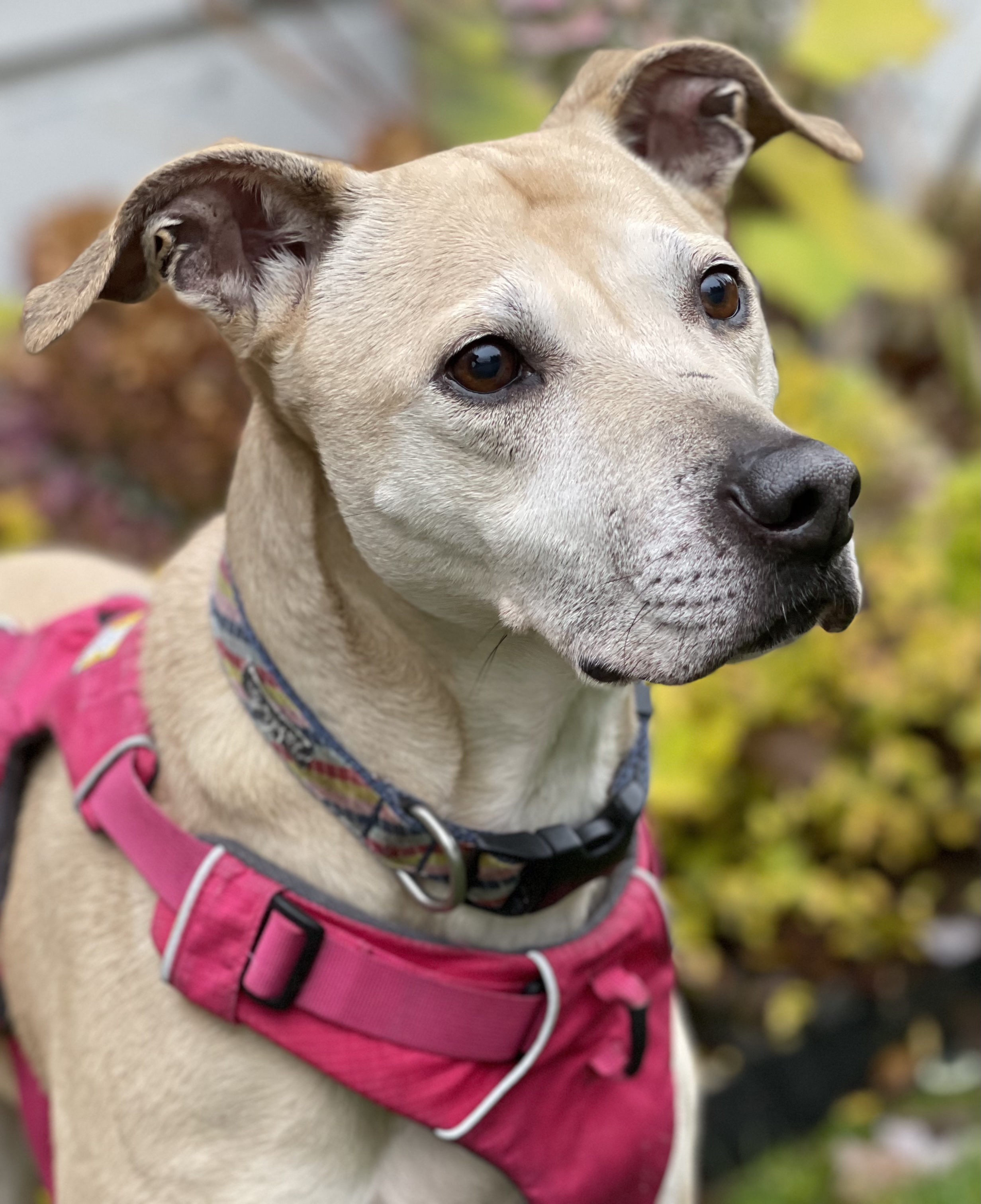 Stella (Lab/Pit Mix), a Adoptable mixed breed in lynnwood , WA image 6/12