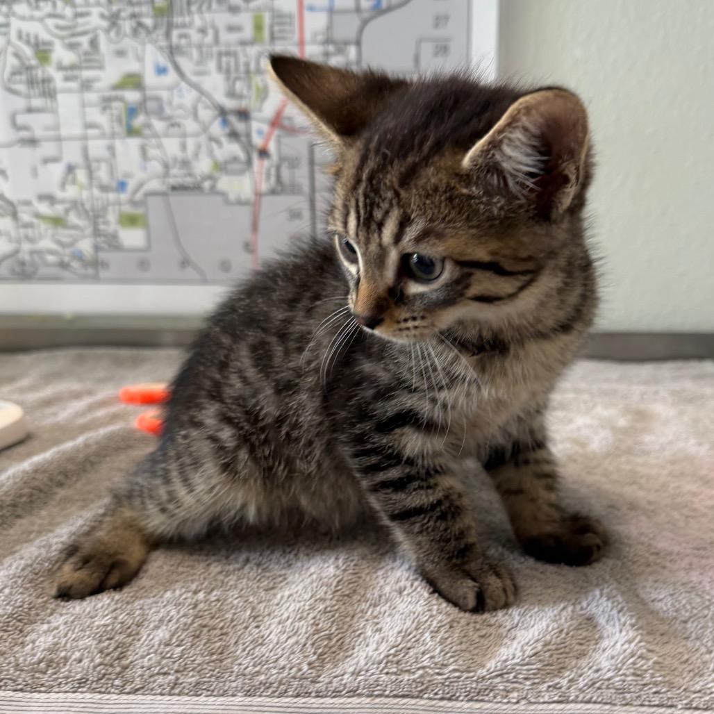 Bull by the Horns, Adoptable, Kitten Male Domestic Short Hair.