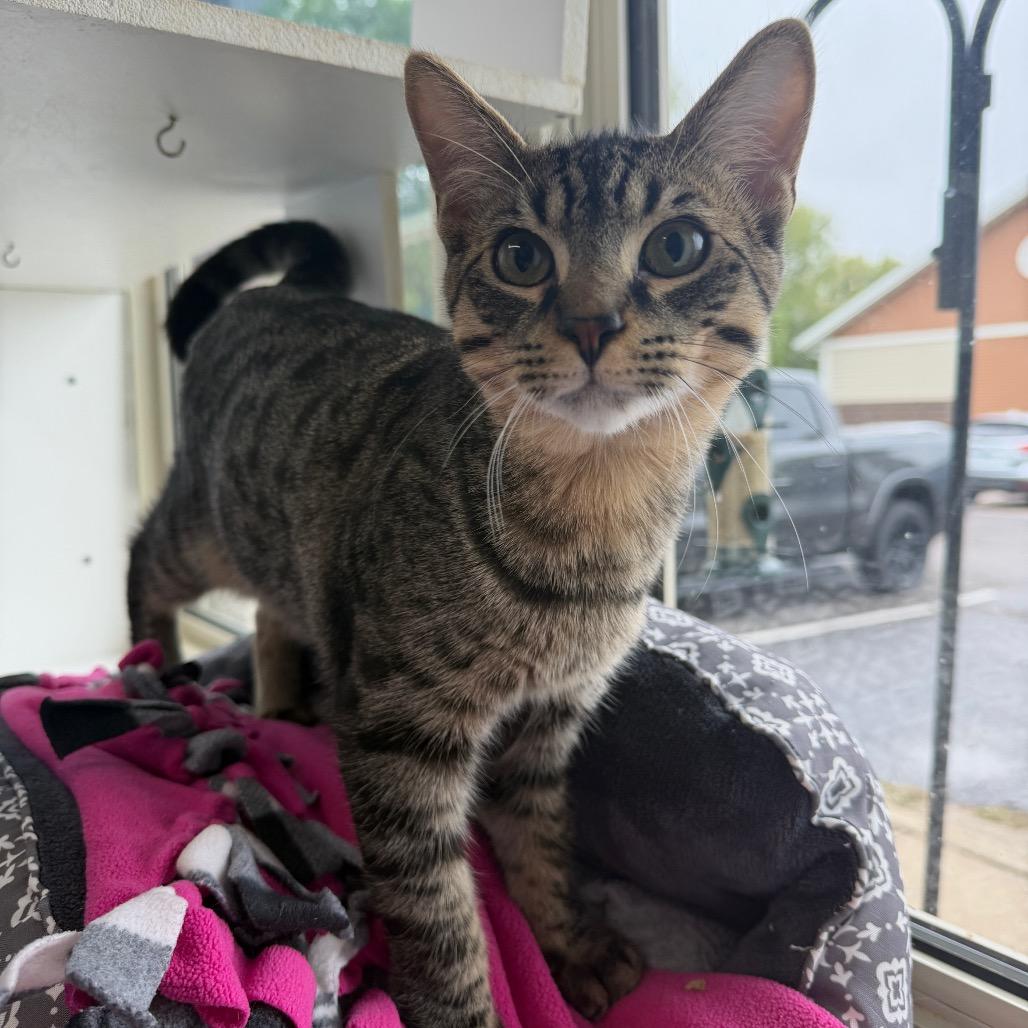 Enlarge Bull by the Horns, a Adoptable Domestic Short Hair in Mankato, MN image 2/4