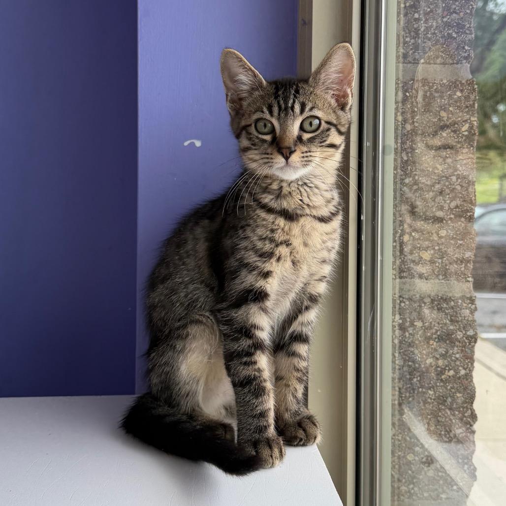 Enlarge Bull by the Horns, a Adoptable Domestic Short Hair in Mankato, MN image 3/3