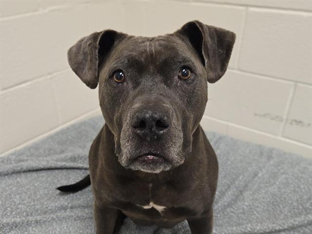 BELLA, Adoptable, Adult Female Pit Bull Terrier.