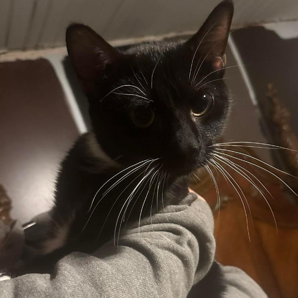 Enlarge Whiskey, a Adoptable Domestic Short Hair in Woodstock, VA image 1/1