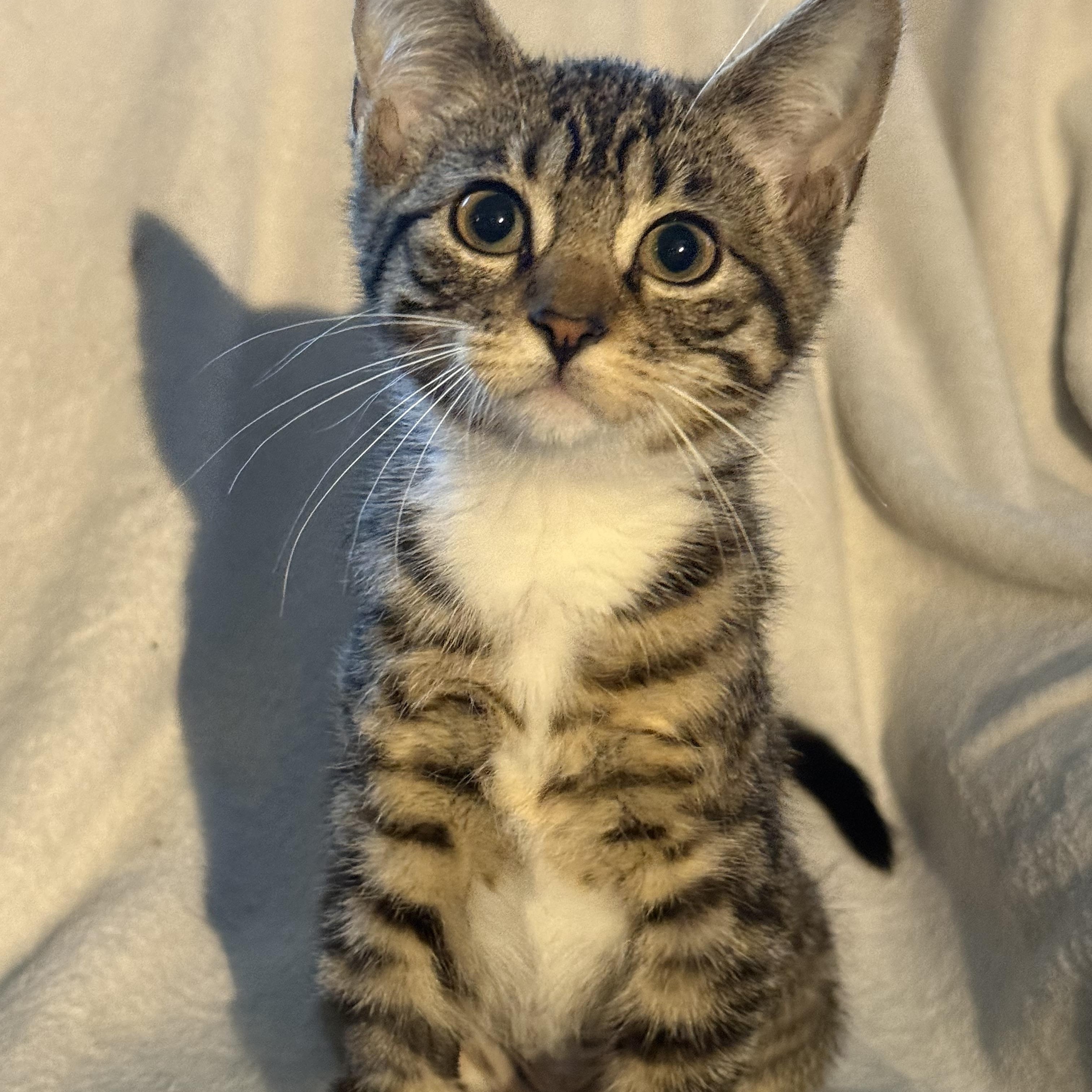 Enlarge Hennessy, a Adoptable Domestic Short Hair in Medinah, IL image 2/4