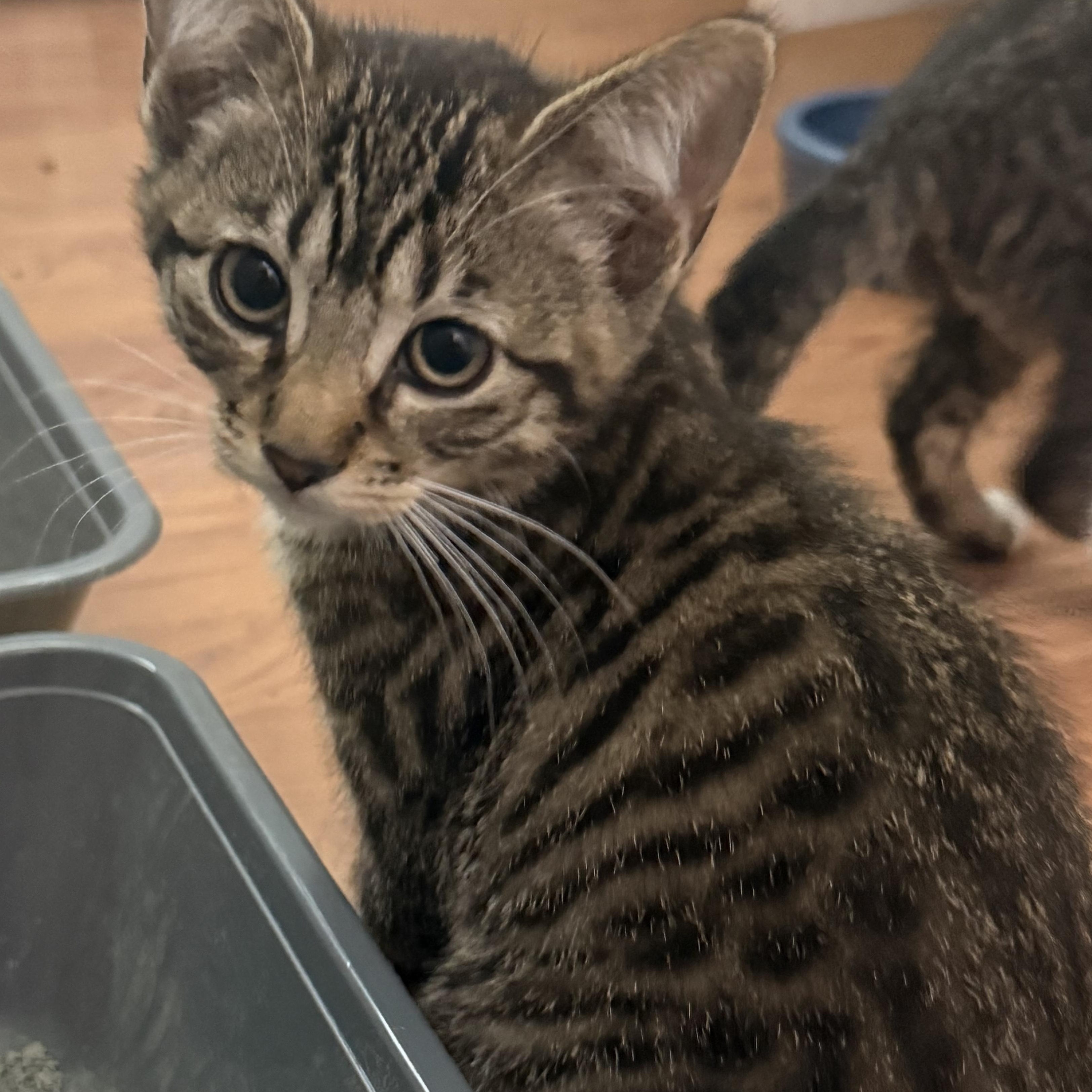 Enlarge Hennessy, a Adoptable Domestic Short Hair in Medinah, IL image 3/4
