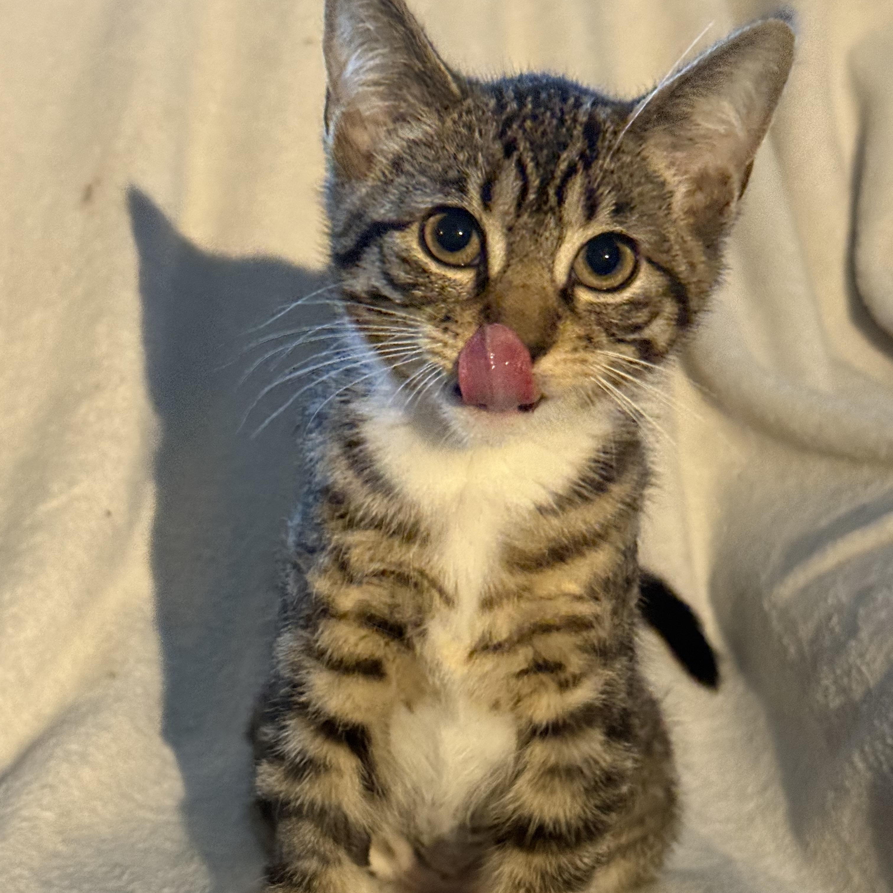 Enlarge Hennessy, a Adoptable Domestic Short Hair in Medinah, IL image 4/4