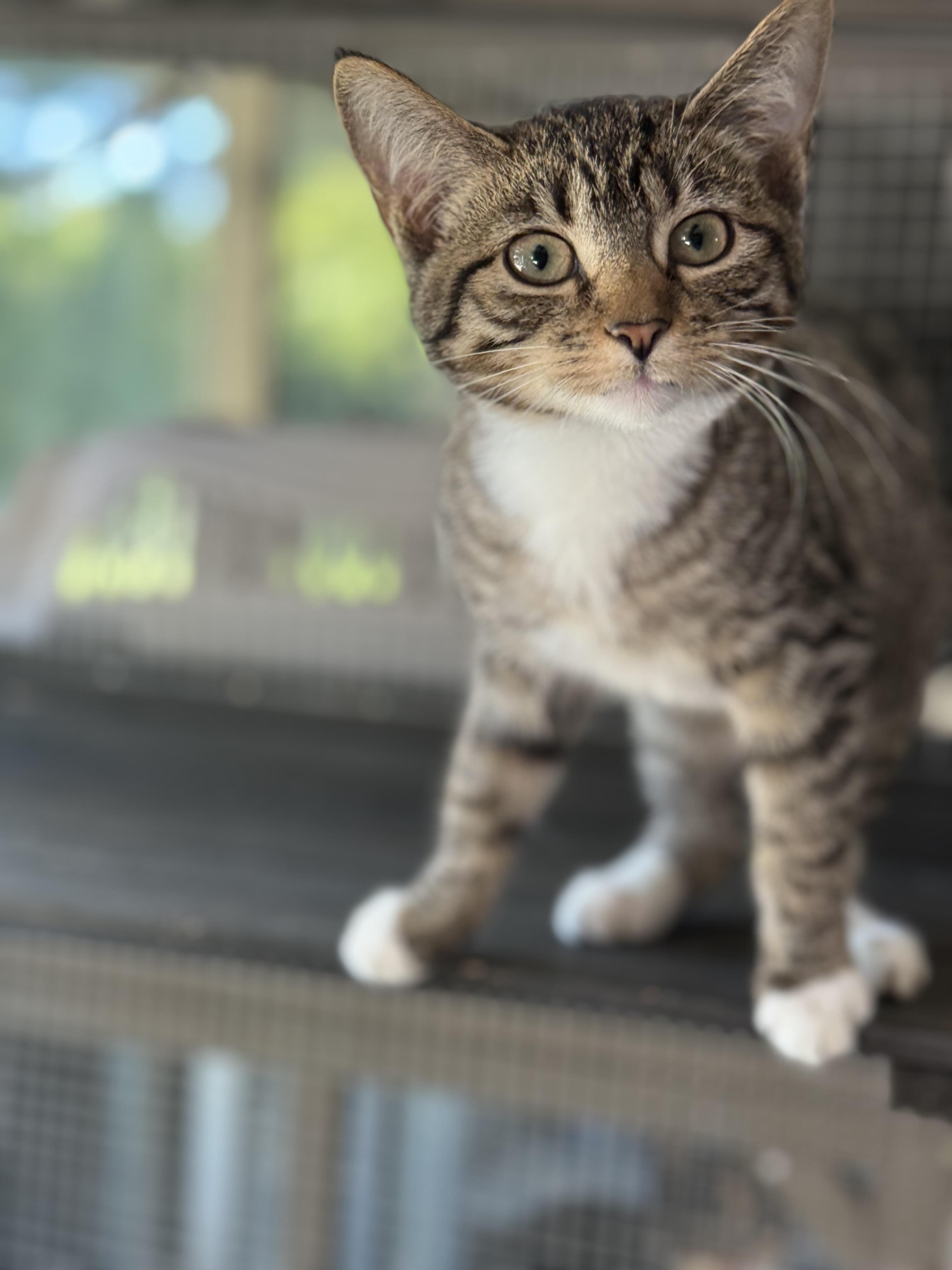 Hennessy, Adoptable, Kitten Female Domestic Short Hair.