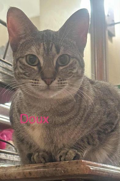 Enlarge Doux, a Adoptable mixed breed in Liverpool, TX image 1/4