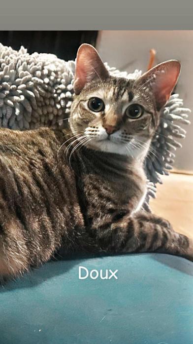 Enlarge Doux, a Adoptable mixed breed in Liverpool, TX image 2/4