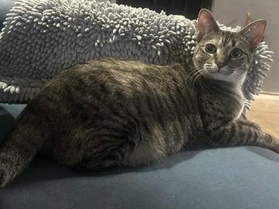 Enlarge Doux, a Adoptable mixed breed in Liverpool, TX image 3/4