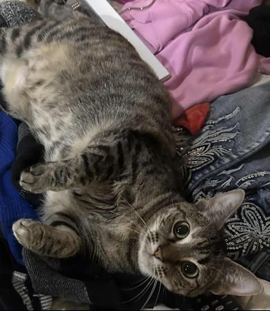 Enlarge Doux, a Adoptable mixed breed in Liverpool, TX image 4/4