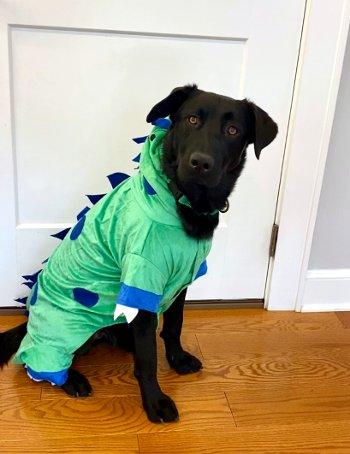 Enlarge Robby, a Adoptable mixed breed in Bedford Hills, NY image 2/6