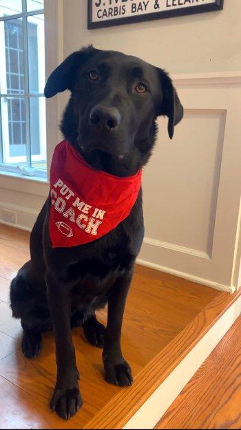 Enlarge Robby, a Adoptable mixed breed in Bedford Hills, NY image 5/6