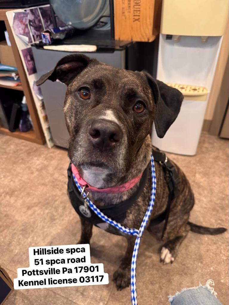 Sunni, Adoptable, Adult Female Pit Bull Terrier.