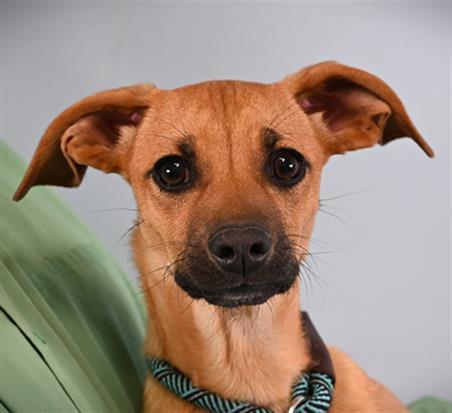 Enlarge ALICE, a Adoptable mixed breed in Loveland, CO image 1/1
