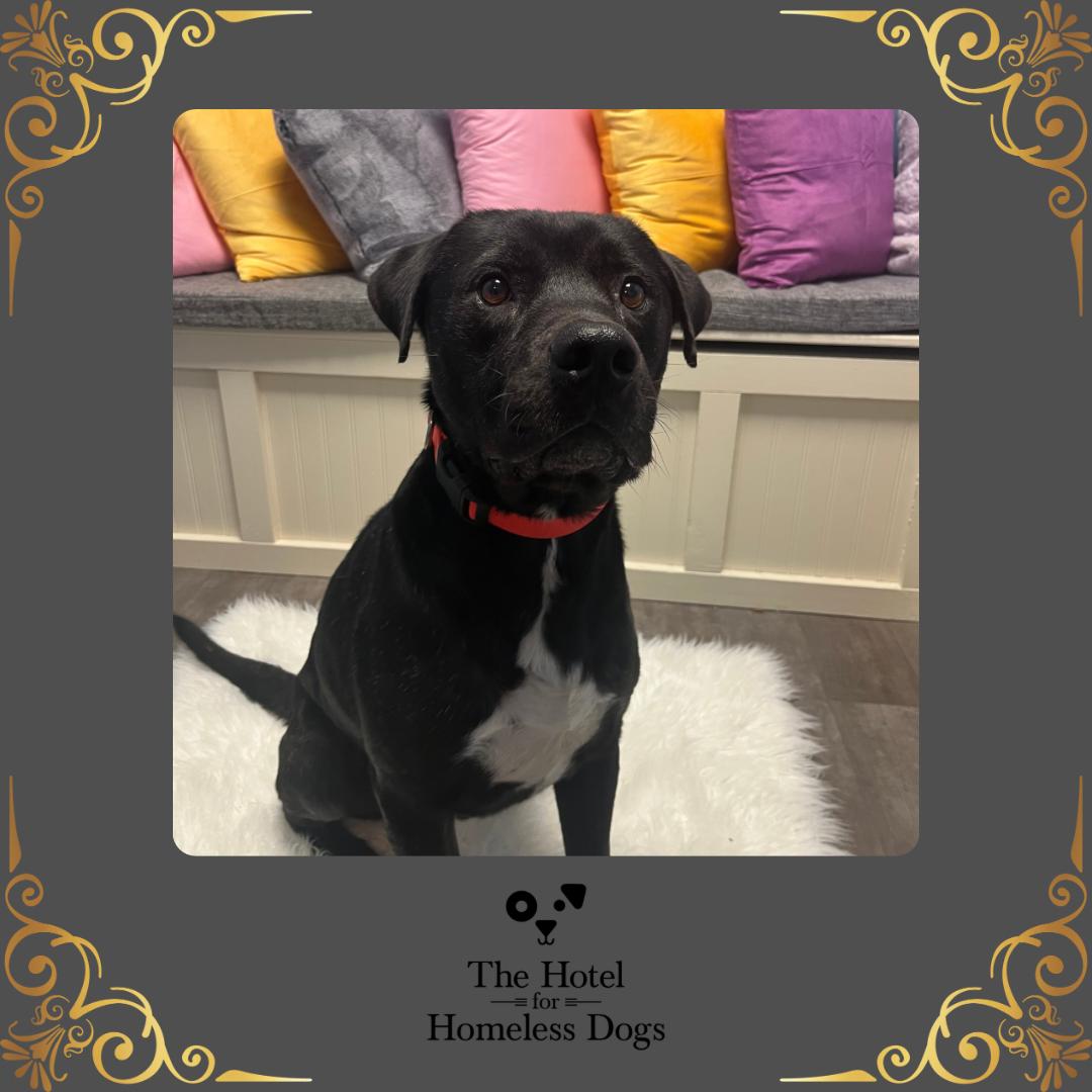 Coconut, adopted, Adult Male American Staffordshire Terrier & Terrier.