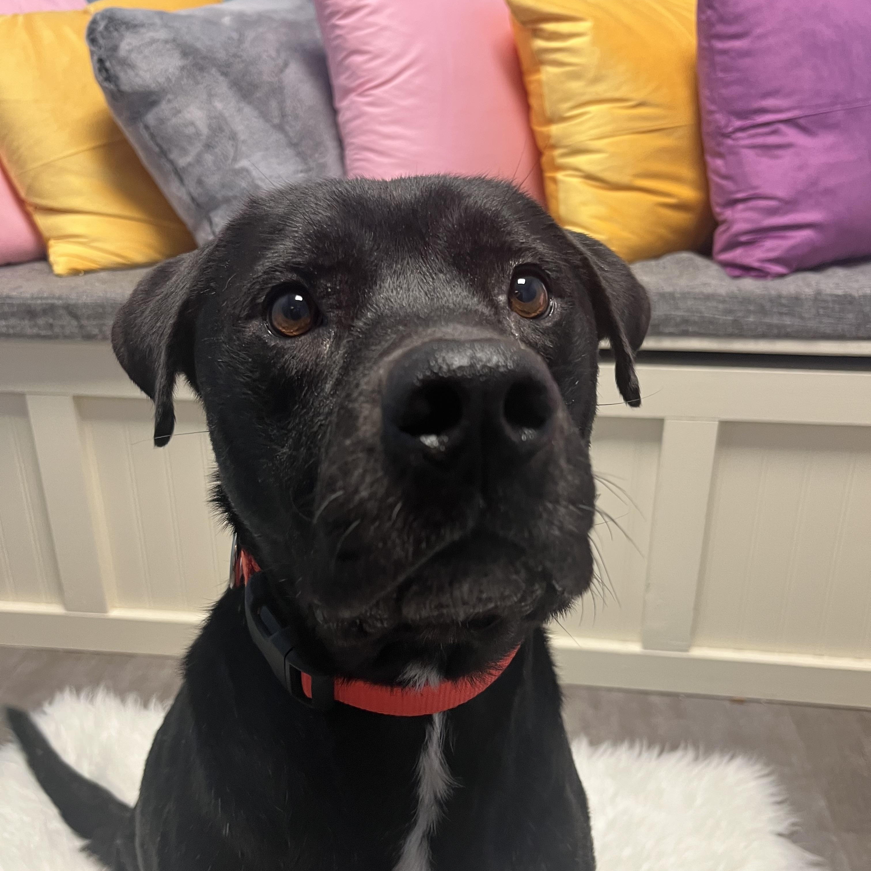 Enlarge Coconut, an adopted mixed breed in Cumberland, RI image 4/5
