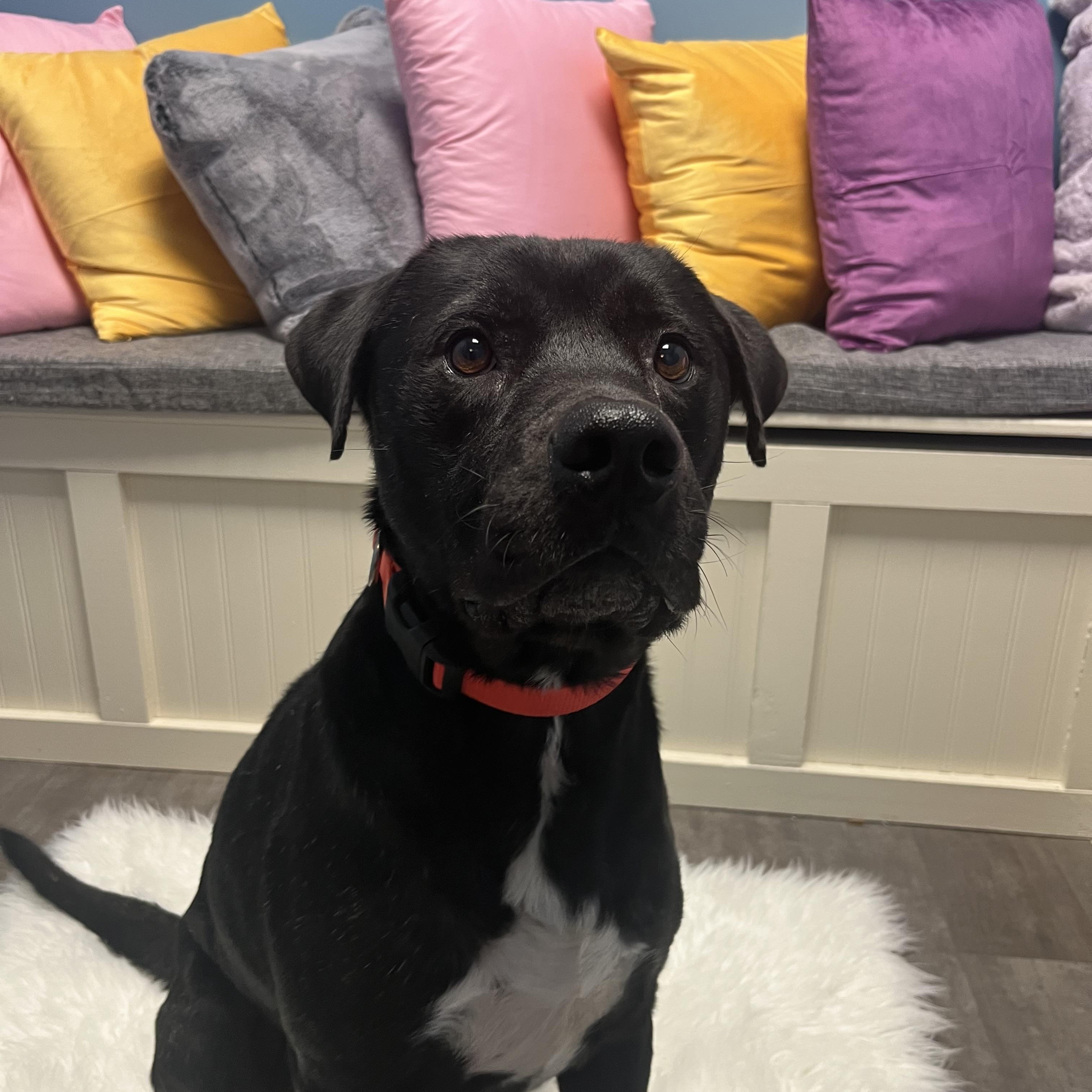 Enlarge Coconut, an adopted mixed breed in Cumberland, RI image 2/5