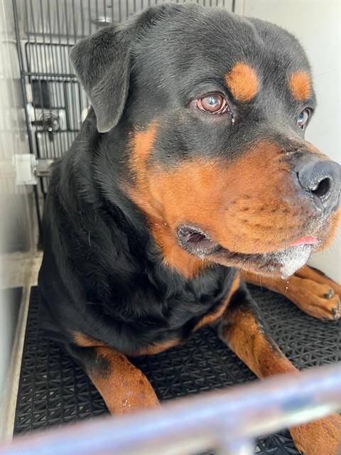 KANE, Adoptable, Adult Male Rottweiler & Mixed Breed.