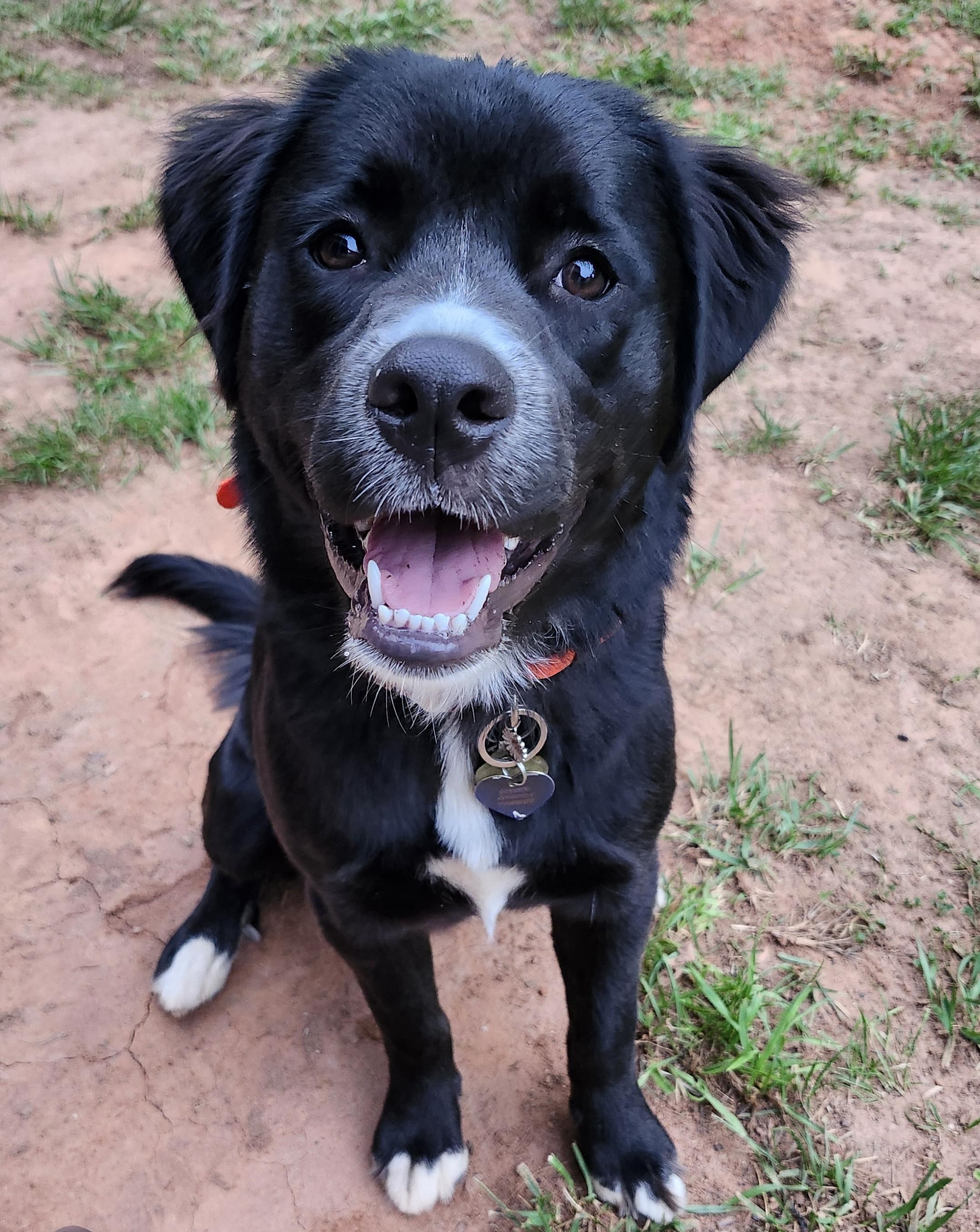 Enlarge Pepper, a ADOPTABLE mixed breed in Lawrenceville, GA image 1/1