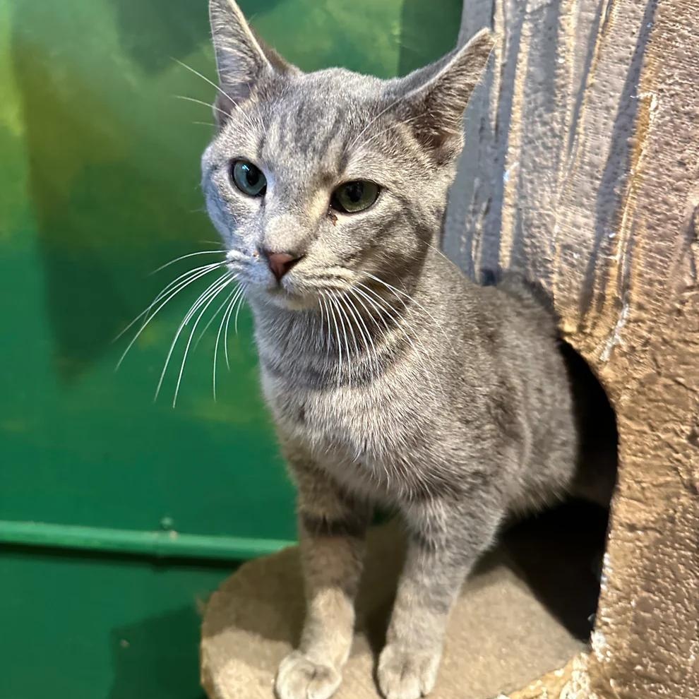 Mozzarella, ADOPTABLE, Adult Male Domestic Short Hair.