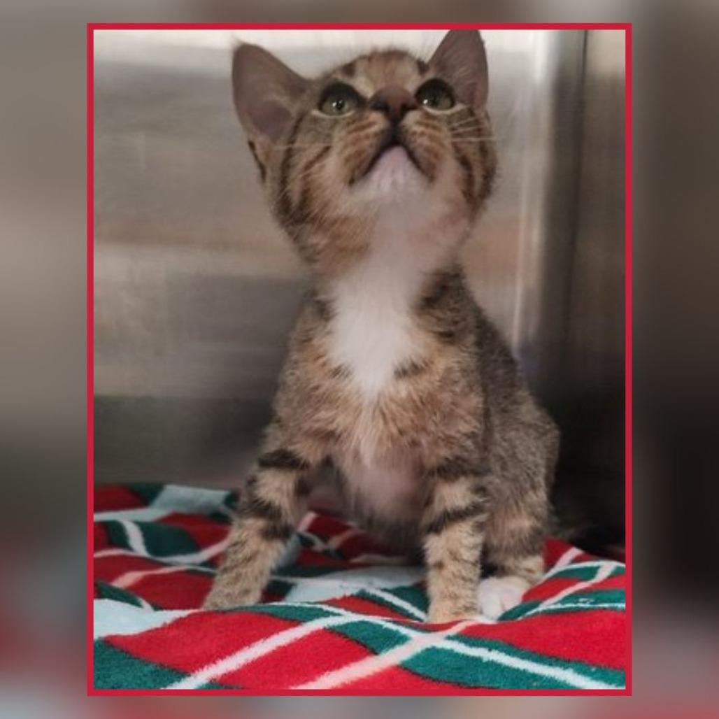 Loiter, Adoptable, Kitten Female Domestic Short Hair.