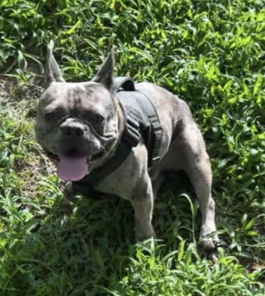 Apollo, Adoptable, Young Male French Bulldog.