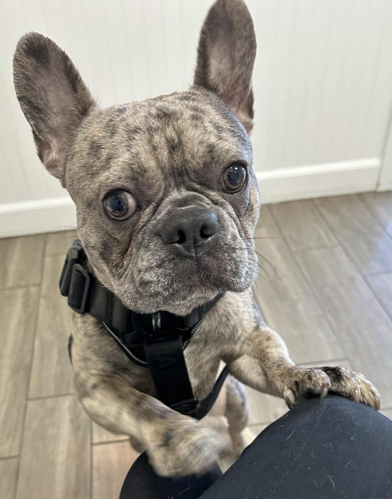 Enlarge Apollo, a Adoptable French Bulldog in Middletown, NJ image 2/2
