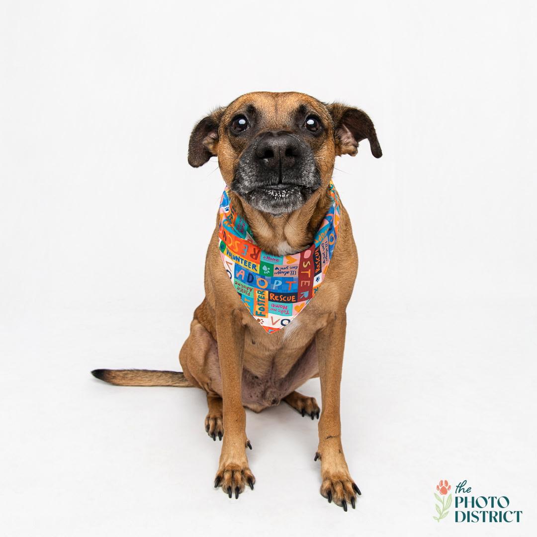 Hank, Adoptable, Adult Male Black Mouth Cur & German Shepherd Dog.