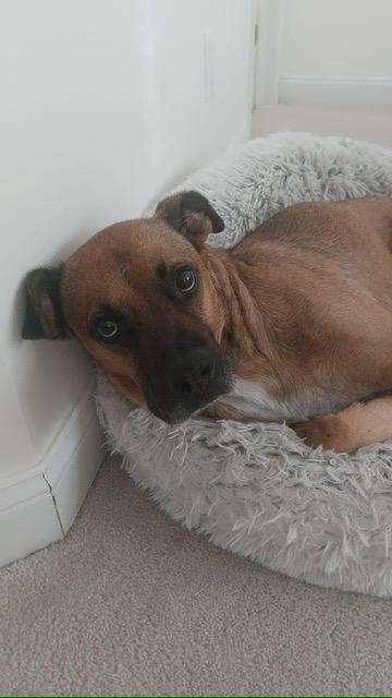 Hank, Adult Male Black Mouth Cur