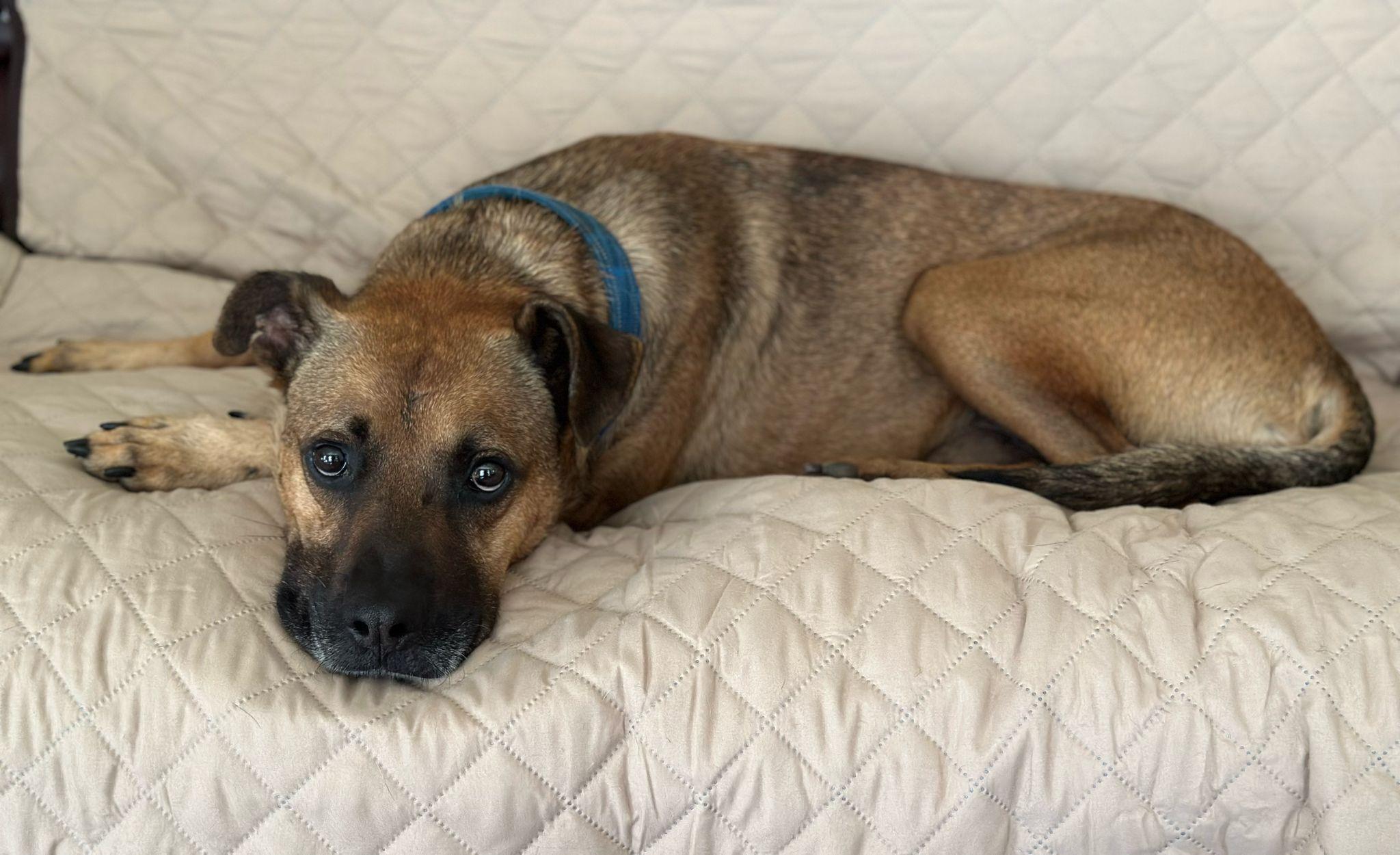 Hank photo 4