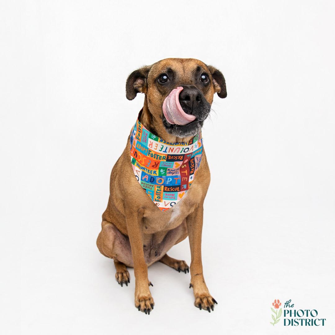 Hank, an adoptable Black Mouth Cur, German Shepherd Dog in Wilmington, NC, 28403 | Photo Image 5