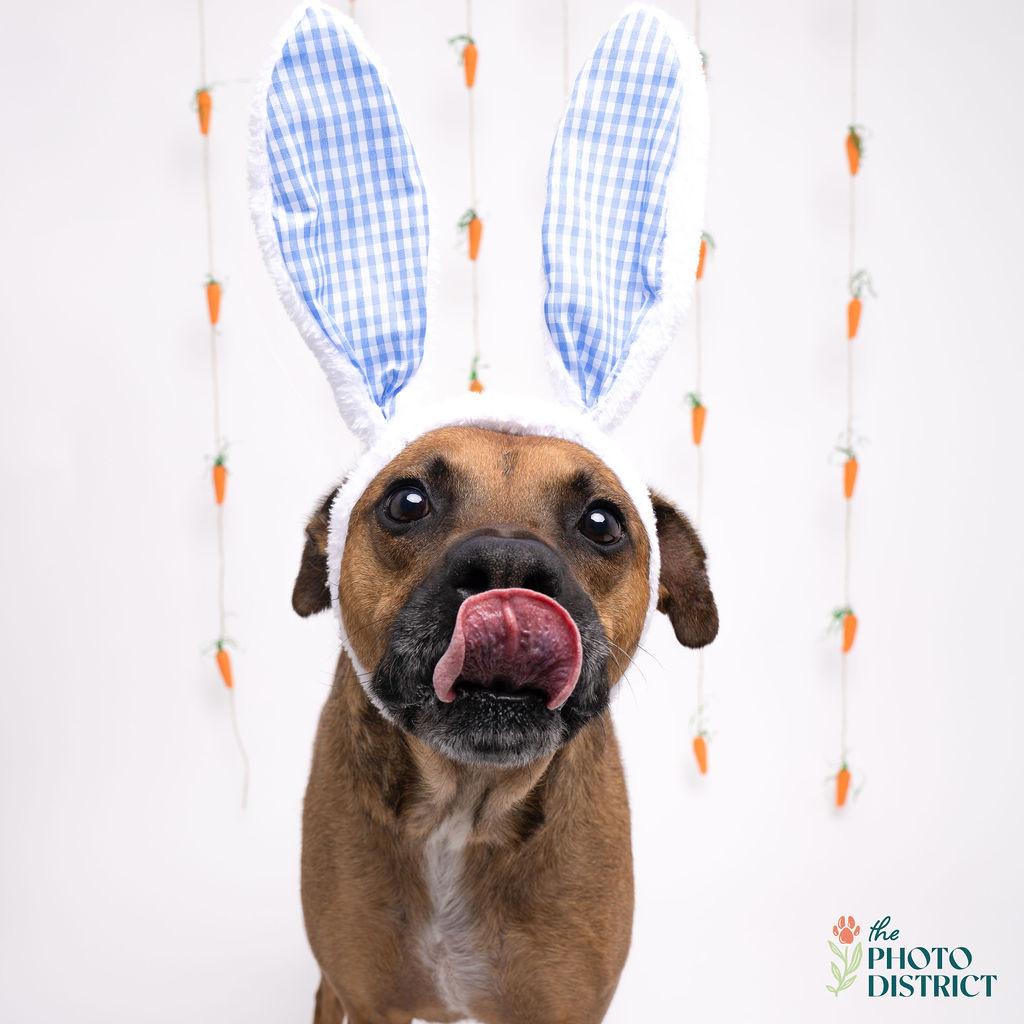 Hank, a Adoptable mixed breed in Wilmington, NC image 3/6