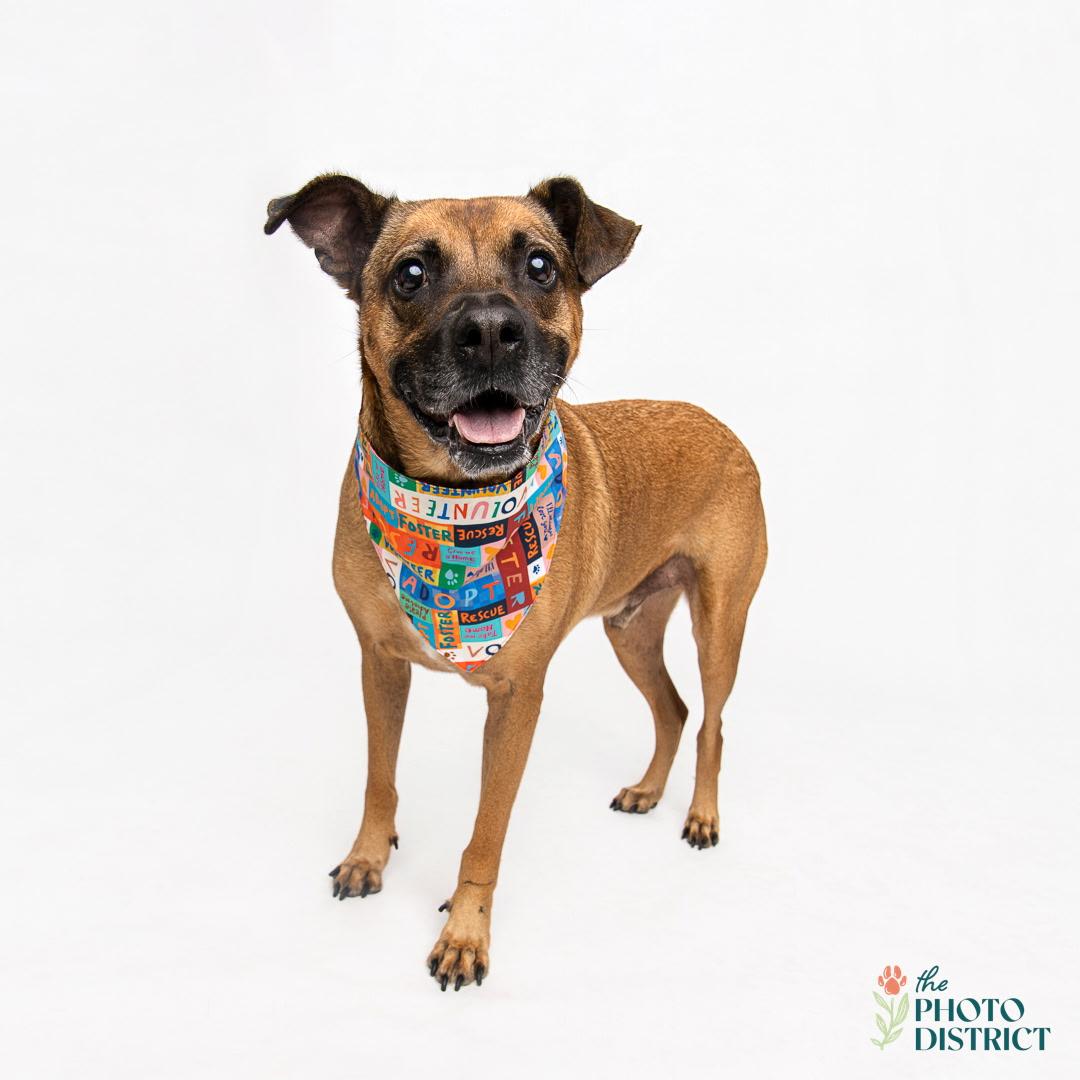 Hank, an adoptable Black Mouth Cur, German Shepherd Dog in Wilmington, NC, 28403 | Photo Image 3