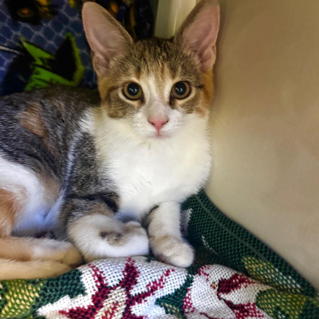 June Carter, Adoptable, Kitten Female Domestic Short Hair.