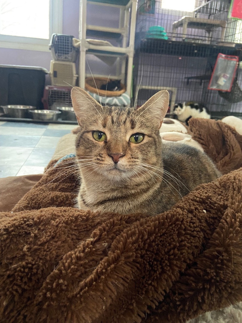 Season, Adult Female Torbie