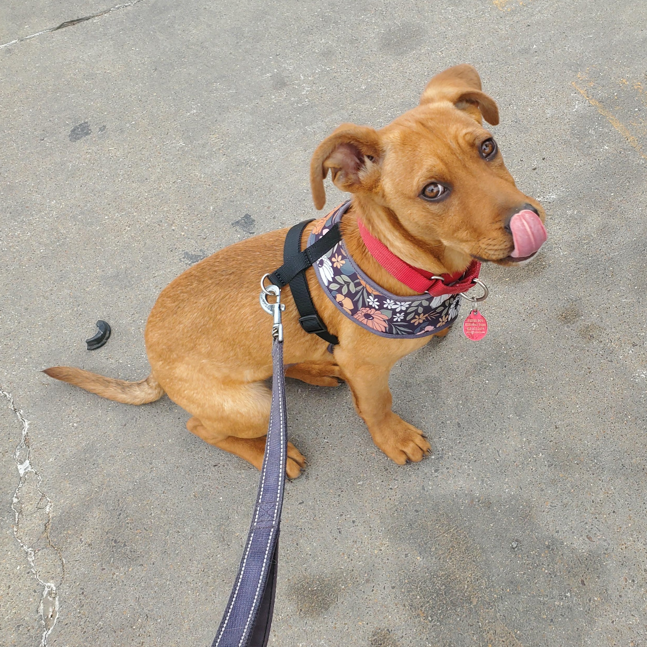 Enlarge Charlie, a ADOPTABLE mixed breed in Marfa, TX image 5/6