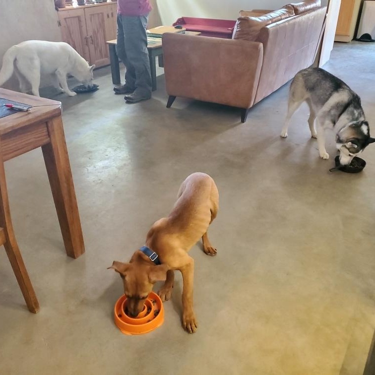 Enlarge Charlie, a ADOPTABLE mixed breed in Marfa, TX image 6/6